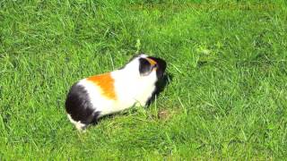 Guinea pig running around and wheeking and squealing loudly
