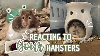 Reacting and Rating YOUR hamsters  | 500 subscribers special