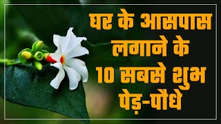 घर के आसपास लगाने के 10 सबसे शुभ पेड़पौधे |