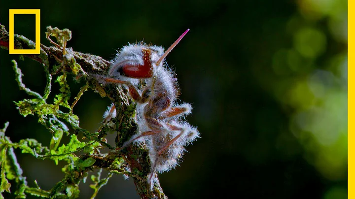 'Zombie' Parasite Cordyceps Fungus Takes Over Insects Through Mind Control | National Geographic - DayDayNews