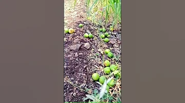 Lemon Growers ल ब ब ग यतद र Lemon Growers Limbu ल ब बग यतद र Nature Shorts 