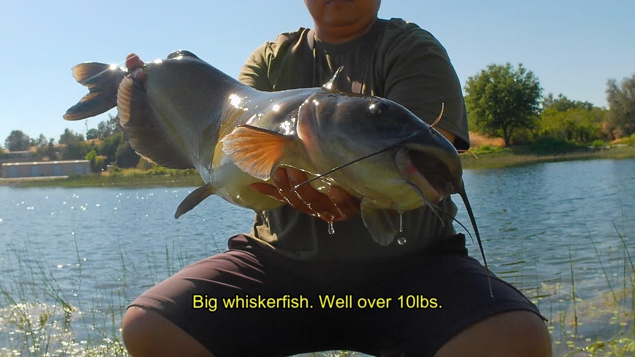 Hot Summer Catfish and Carp Fishing from the Bank (Pardee Reservoir