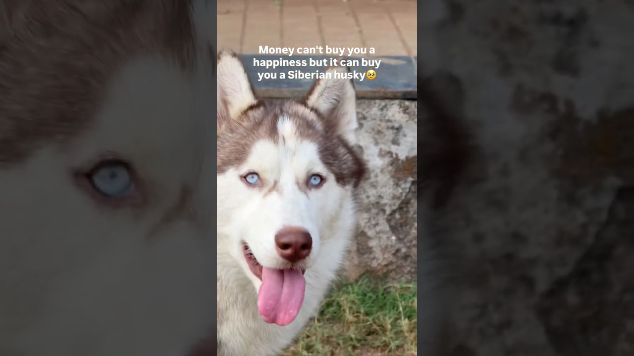 🧿my huskuuu #dog #husky #ytshorts #viral
