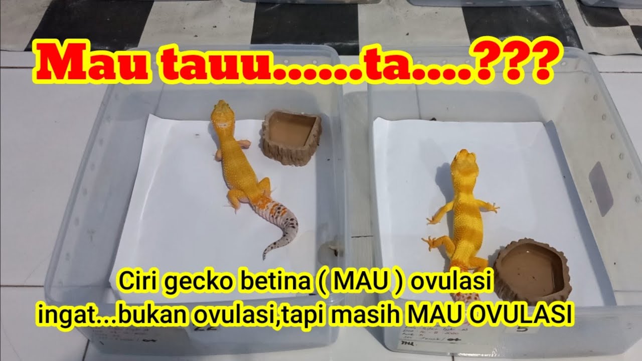 CARA SIMPLE MENGETAHUI GECKO BETINA MAU  OVULASI.BUKAN OVULASI.TAPI MAU OVULASI