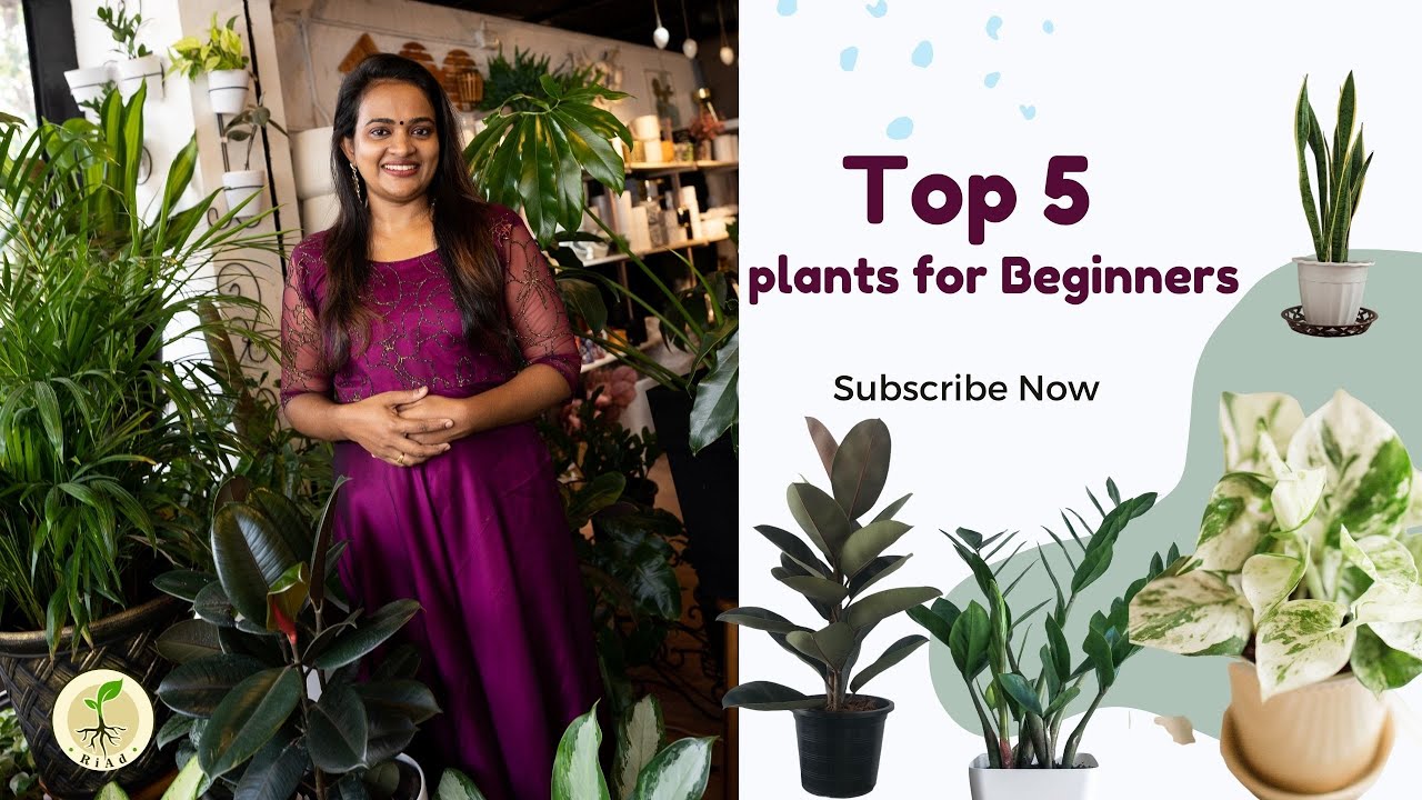 Top 5 indoor plants for beginners in malayalamindoor plants malayalam