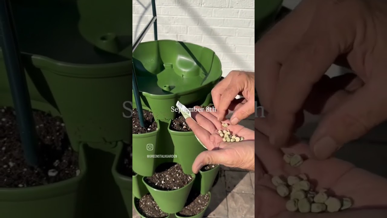 Garden Update: Sugar Snap Peas