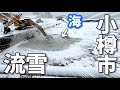 寒くて雪が溶けない？小樽の海洋雪捨て場が流氷ならぬ流雪となっていた