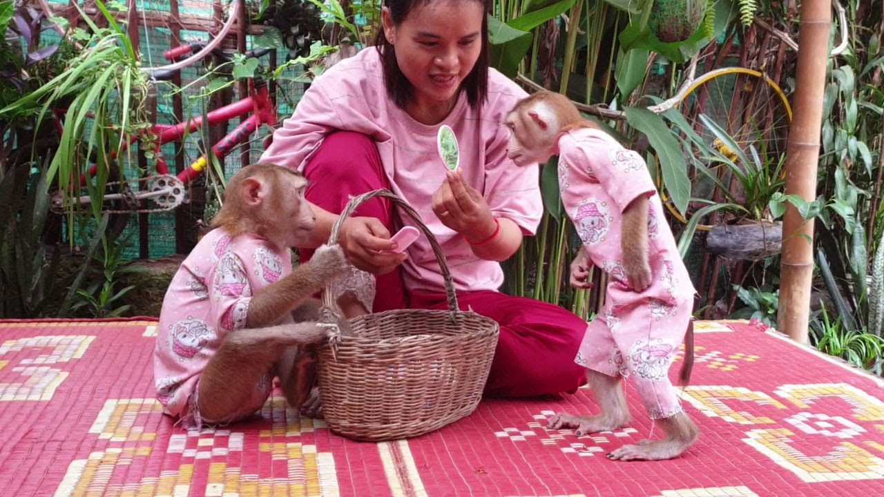 Oho so lovely smart monkey Yoko standing look at mirror /Koko&Yoko official