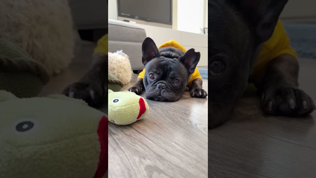 Frenchie Reviews The Turtle Snuffle Toy