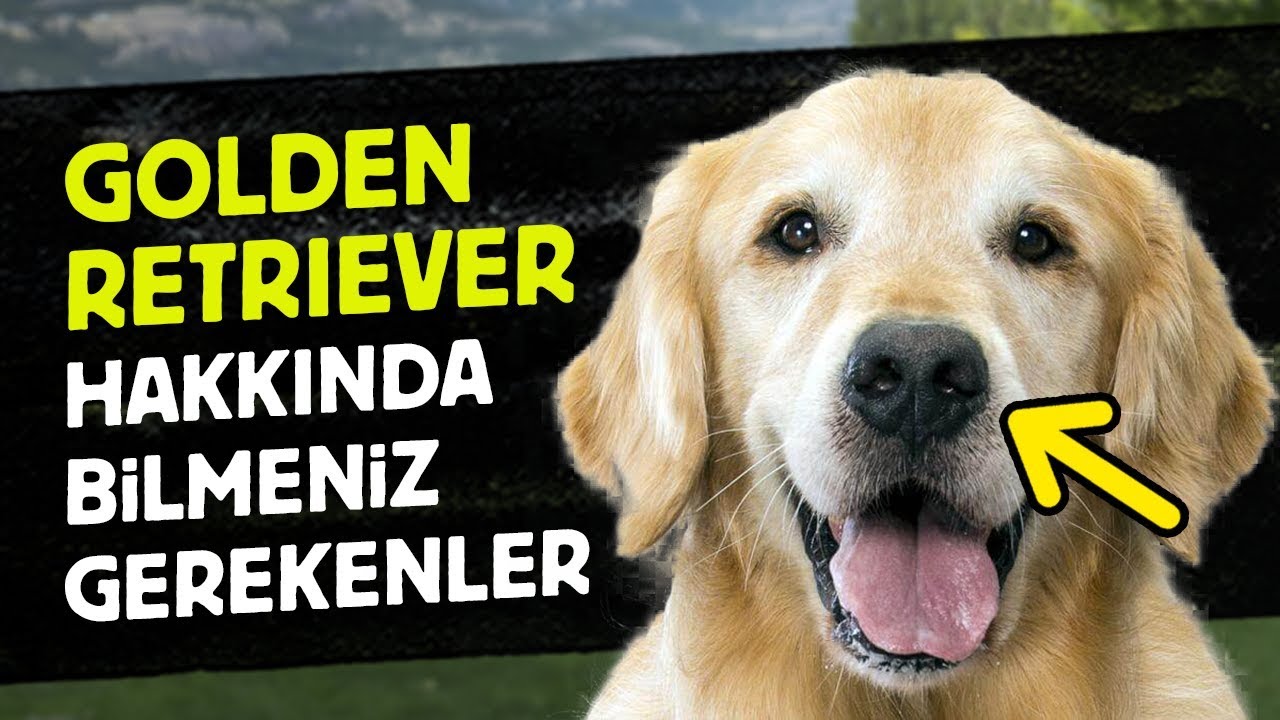 Bebek Suratli Golden Retriever Kopekleri Hakkinda Bilmeniz Gereken 14 Gercek Listelist Com