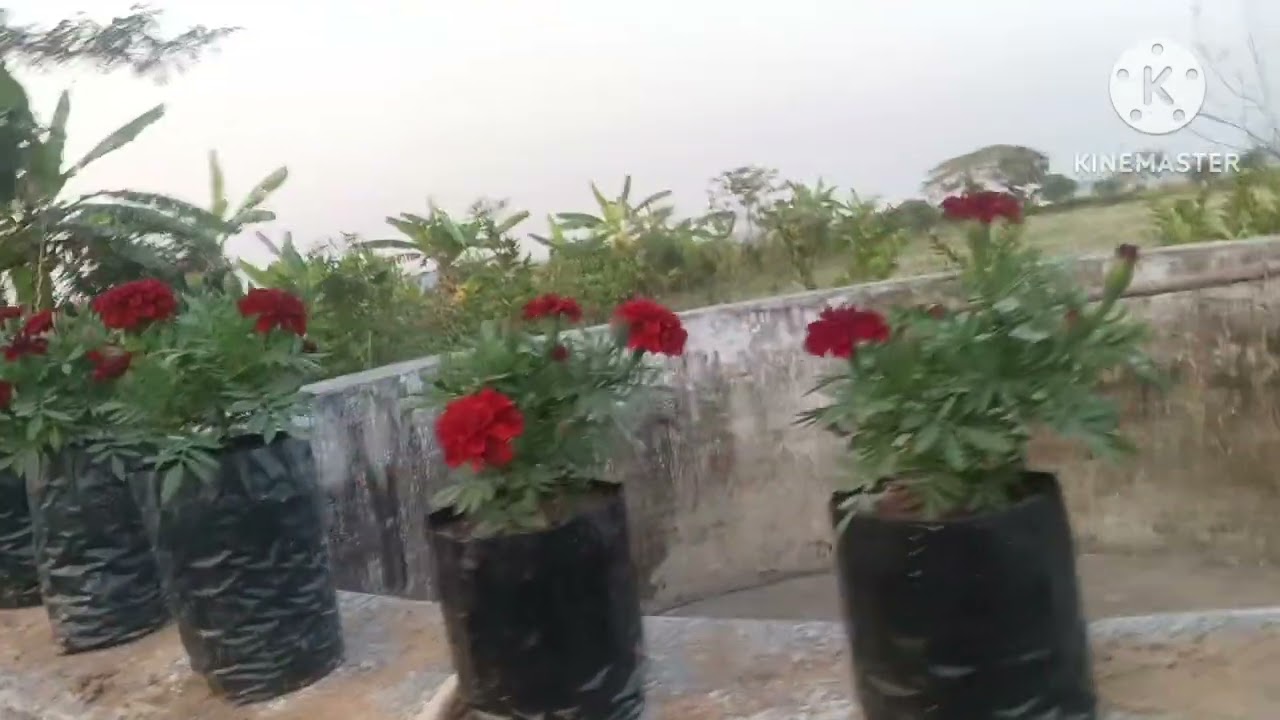 ଆସନ୍ତୁ ଦେଖିବା ଫୁଲ ଗଛ🌼🌼🌼🌼🏵️🏵️🏵️