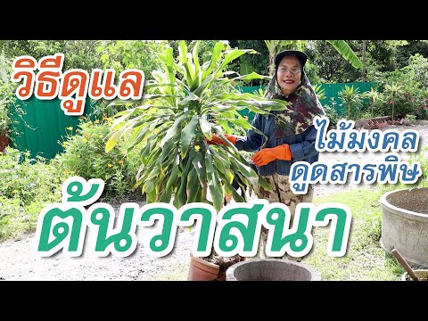 วิธีดูแลต้นวาสนา (Dracaena) ต้นไม้มงคลยอดฮิต กลิ่นหอม ฟอกอากาศ ดูดสารพิษ