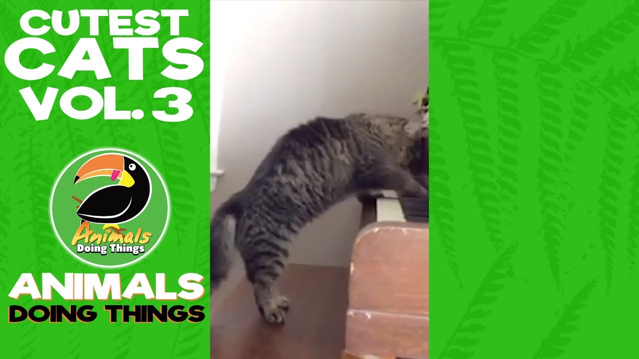 Cutest Cats Compilation Vol. 3 | Funniest Animals Doing Things