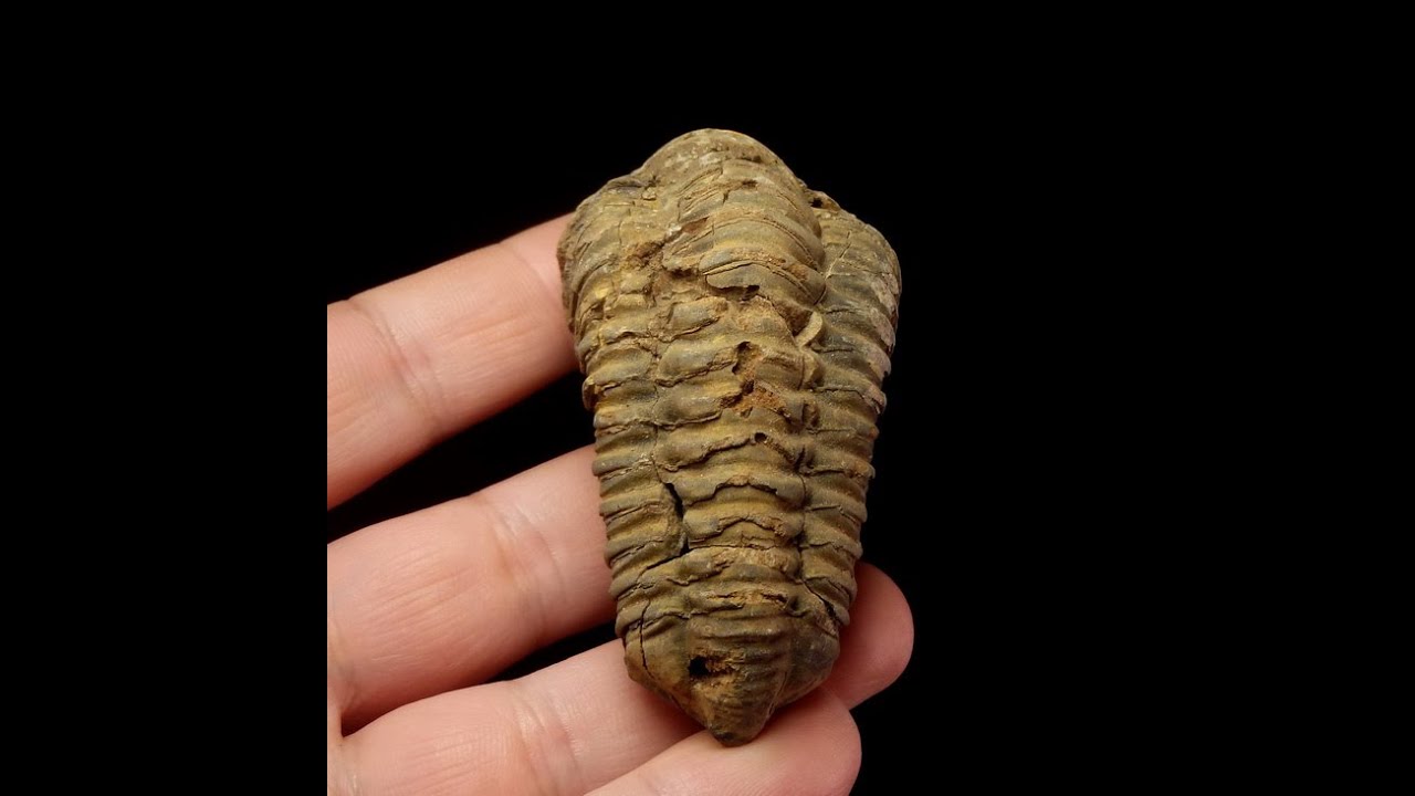 TRYLOBIT Flexicalymene ouzregui - ordowik - Maroko, Antyatlas, Alnif, Jebel Issimour