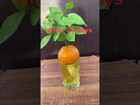 Vídeo: Orange Garden Design - Plantas para um jardim de laranja