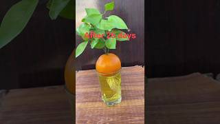 New idea growing orange with aloe vera#shorts #youtubeshorts #plants #garden #orange #lemon