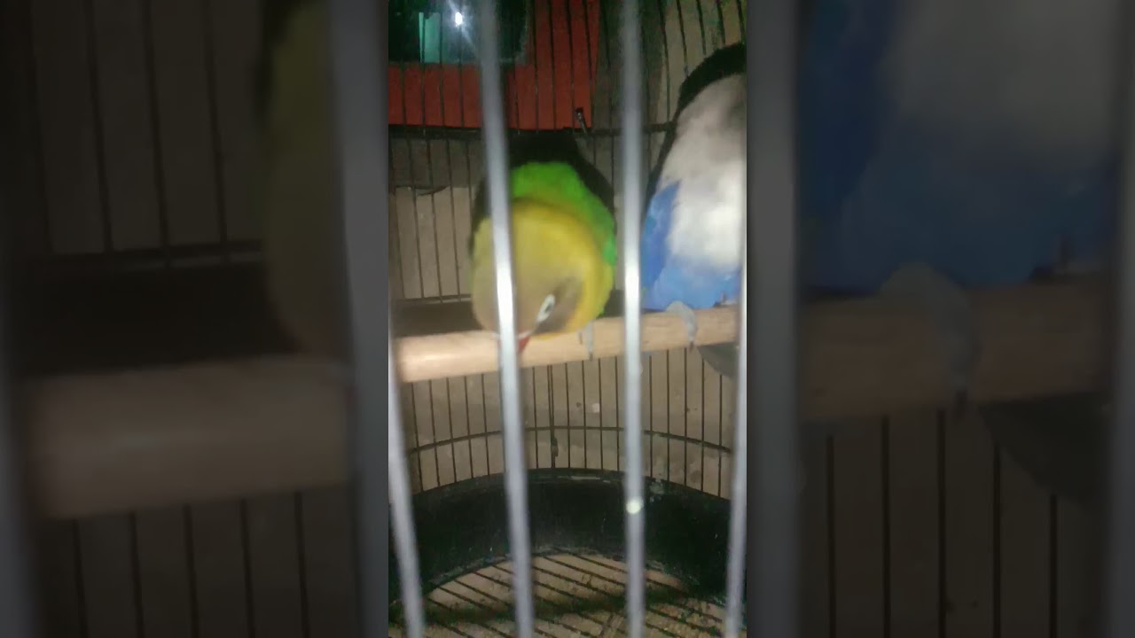 Ternak burung lakbet 