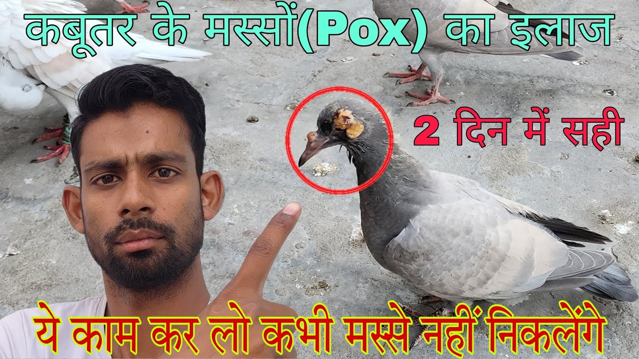 कबूतर के मस्सों (पॉक्स) का इलाज। Pigeon pox treatment. कबूतर के फुंसी दानों पॉक्स का इलाज।