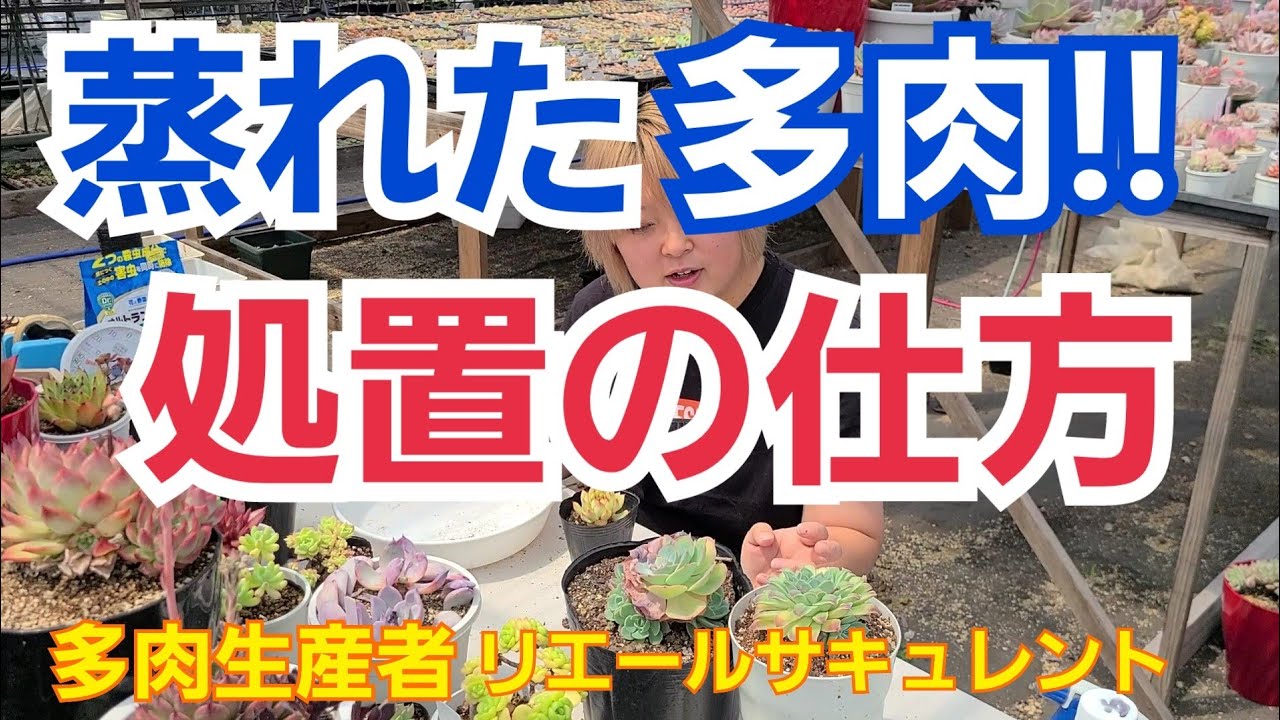 多肉植物 ガーデニング 蒸れた ジュレた 多肉を見つけたら チェック 処置 21年6月3日 Youtube