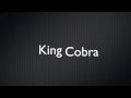 king cobra Roller Coaster Commercial Mp3 Song