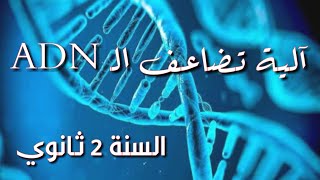 آلية تضاعف ال ADN خاص بمستوى 2 ثانوي😍