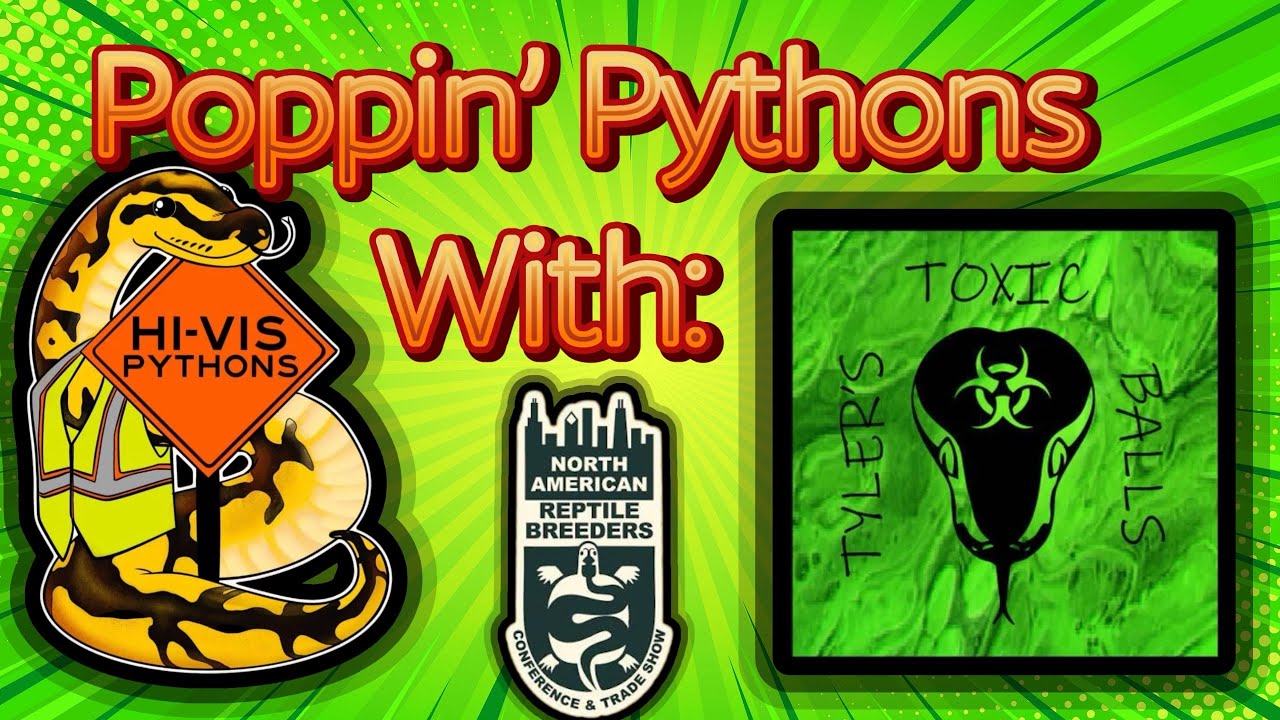 Showing you how to sex a snake!