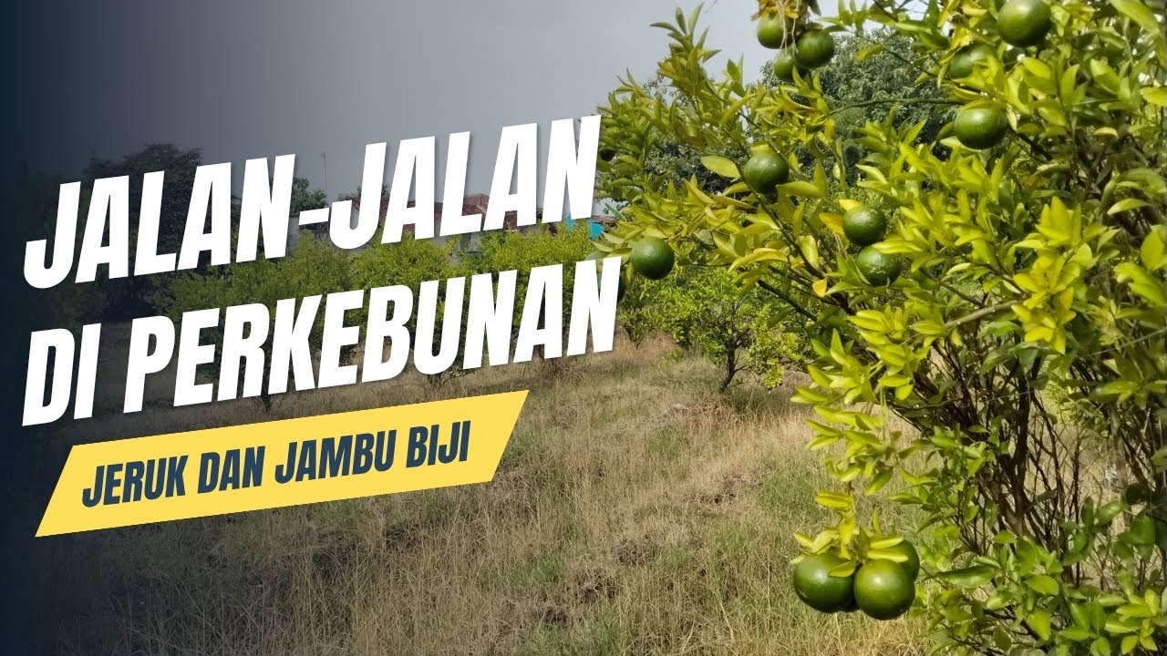 KEGIATAN 14 : JALAN - JALAN DI PERKEBUNAN JERUK DAN JAMBU BIJI 