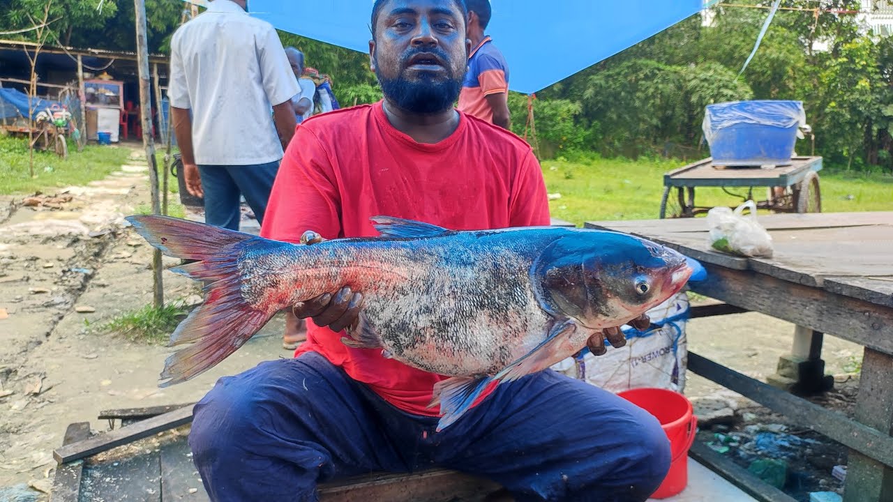 Professional Big Fish Cutting 🔪 Real Fish Market Cleaning and Cutting Process