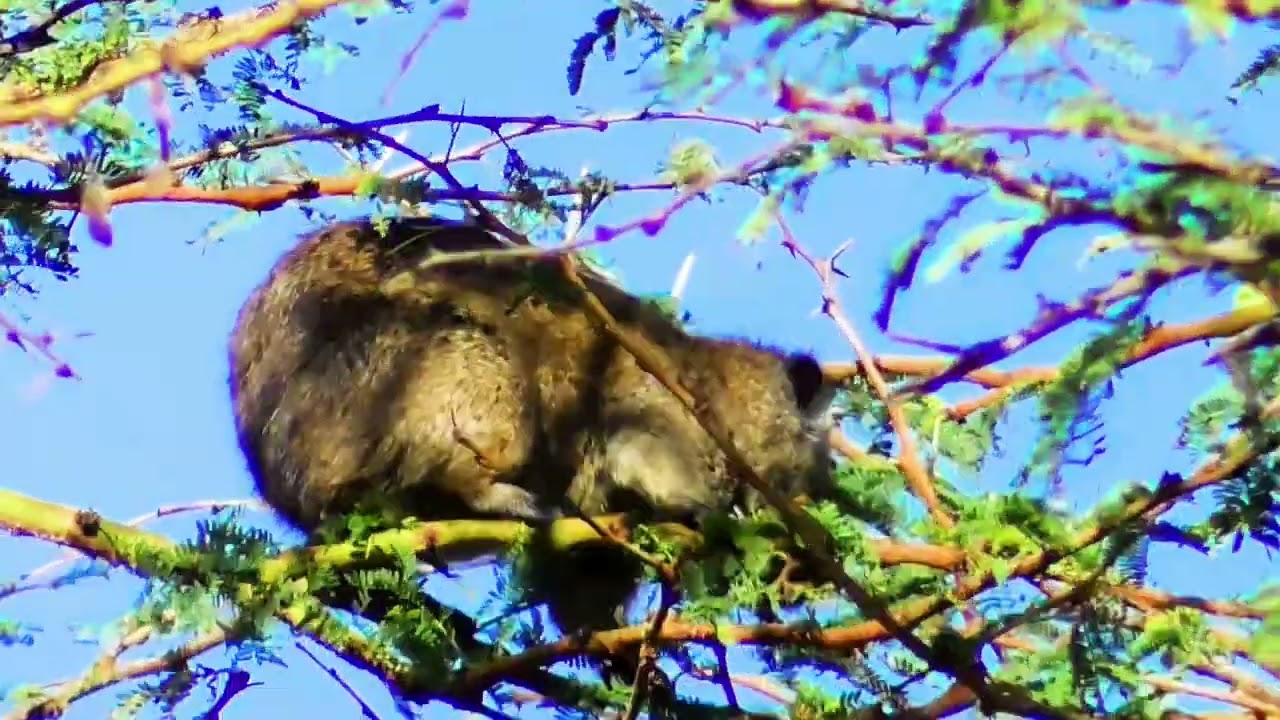 Tree Hyrax