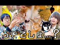 まるで魔法？スゴすぎる獣医師に密着！さらに体の不調が次々と回復する部屋の真相に迫る！