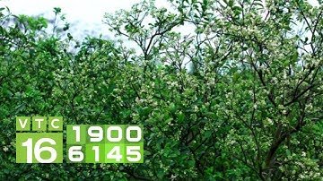 Cây bưởi ra lộc đông: Sự nguy hại khó lường | VTC16