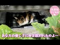 庭に響きわたる子猫の叫び声　保護して里親を見つけるはずが家族でメロメロに　ナレーション付【保護猫幸せ物語】#41 Foster cat`s happy story