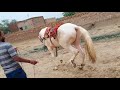 Horse trainingdance  marwari horse