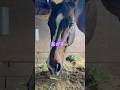 かわいいお客さん🐴🤭#引退馬 #引退馬支援 #メイショウサムソン産駒 #horse