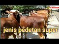 jenis sapi yang cepat pertumbuhannya