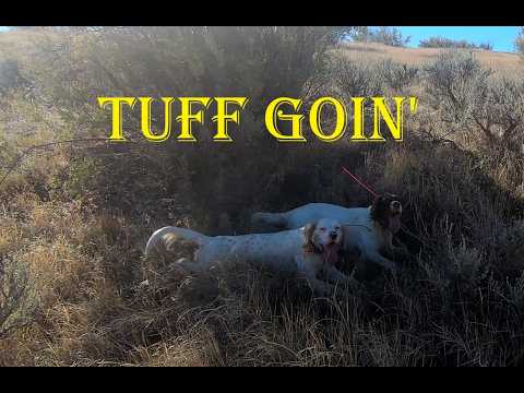 challenges ahead - Wyoming Upland &amp; English Setters