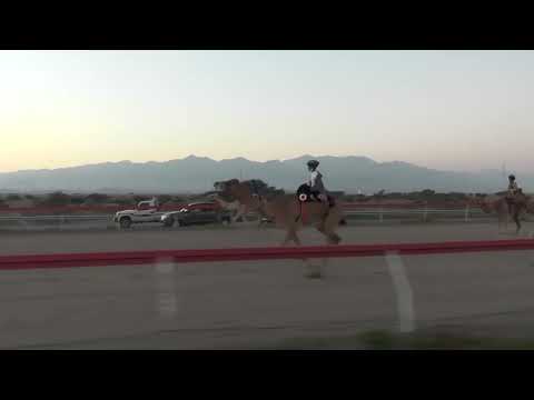 الشوط الأول للعرضة الطويل مسافة 2 كم سباق التأهيل الثالث بمضمار الهجانة السلطانية 27 1 2022م