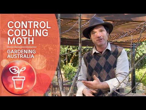 How to control Codling Moth