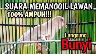 SUARA PANGGILAN PERKUTUT PUTIH GACOR - PERKUTUT PUTIH MUDA BIKIN YANG TUA EMOSI