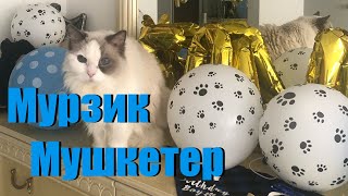 «Мурзик Мушкетер» 🐈⚔️песня кота Мурзика на музыку «бургундия нормандия»