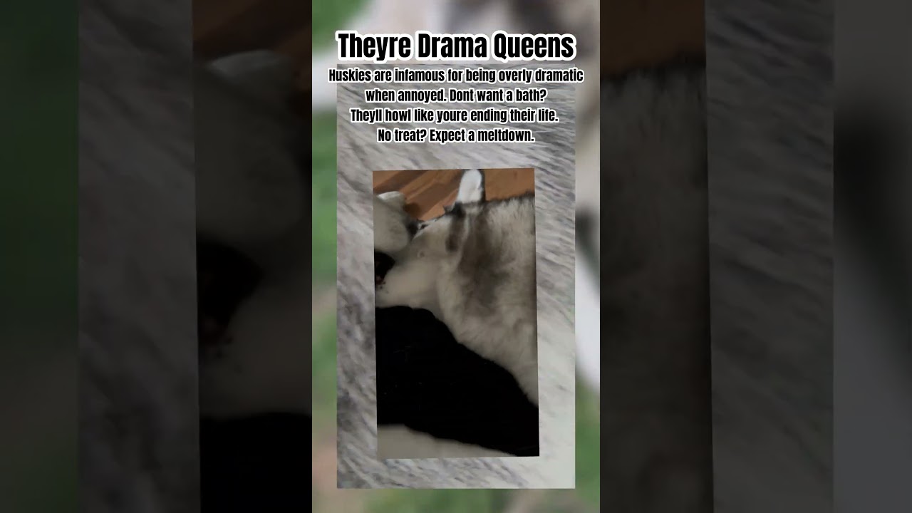 Huskies Are Drama Queens 🐶