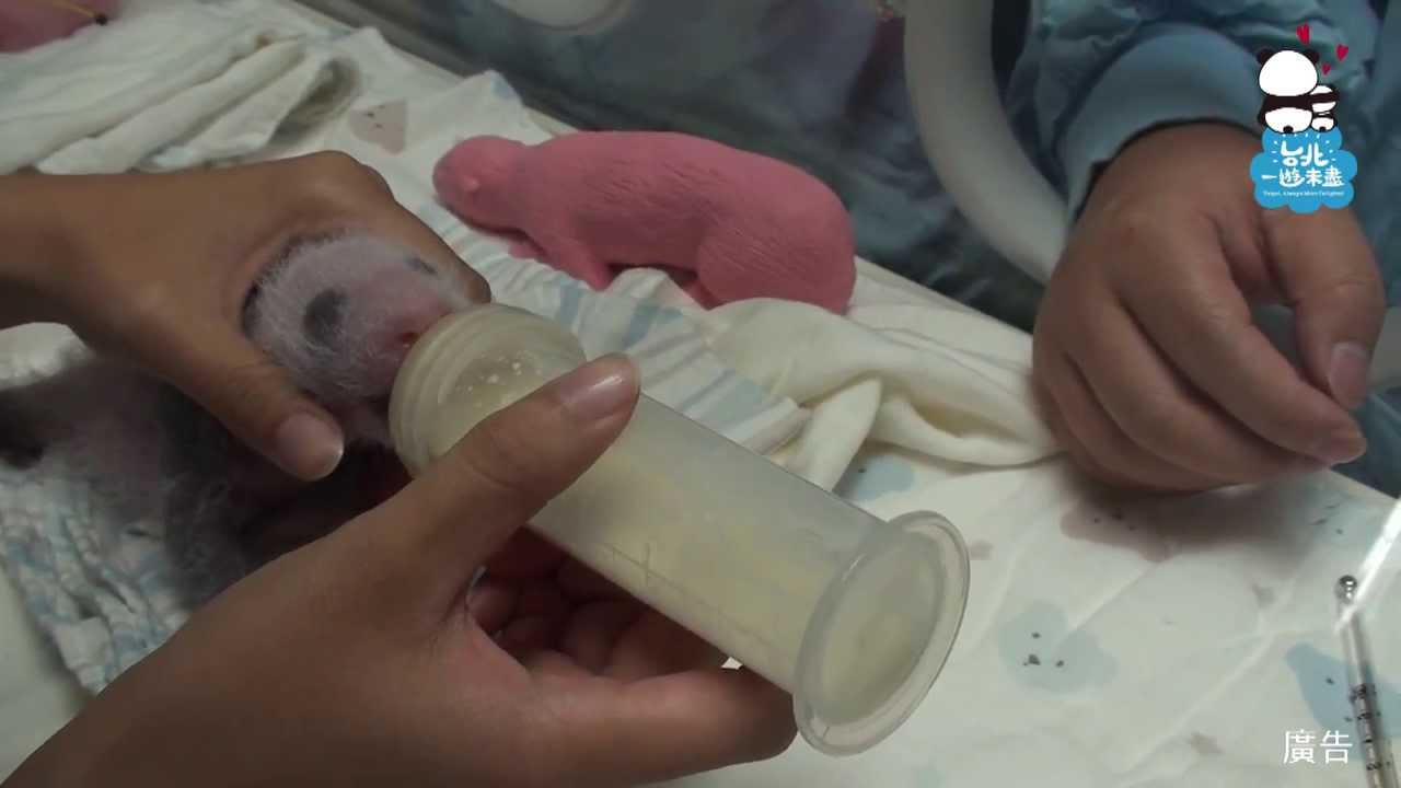 圓仔超萌成長日記