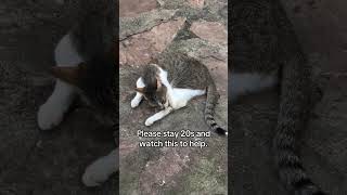 Your kindness matters alot donate to help my dogs and cats get food