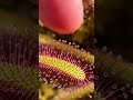 Nature’s Most Deadly Traps: Carnivorous Plants in Action!#venusflytrap #nature #carnivorousplants