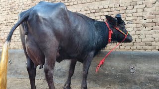 ताजा बियाई 2 पशुधन 17/17 किलो दूध तैयार मात्र 48,000 में घर पहुंच @khuranadairyfarm9674 