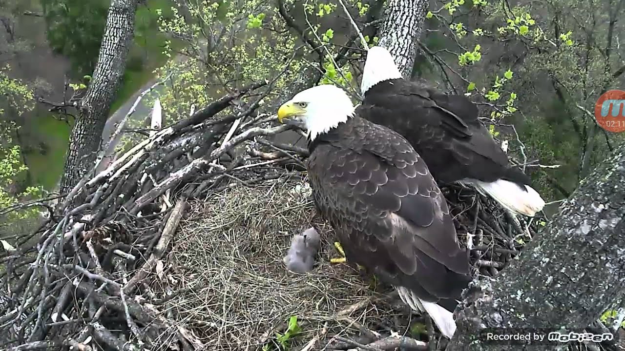 Baby Bald Eagles Being Feed In WASHINGTON D.C. YouTube