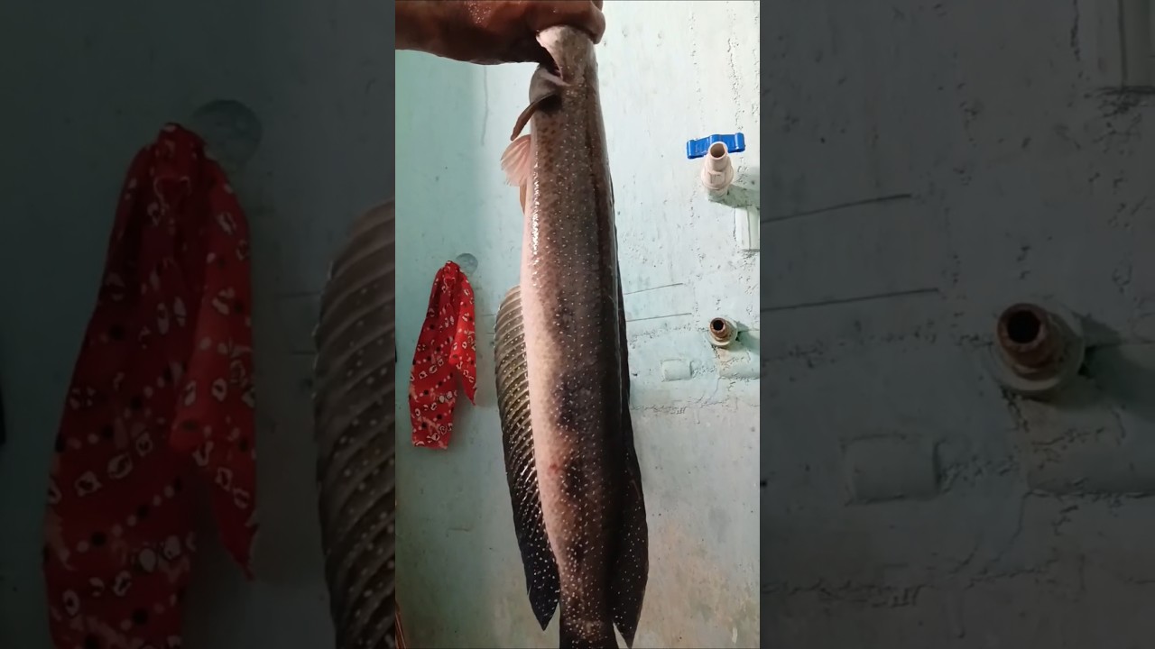 Tigar Snakehead Fishing Video 🎣🎣Asli Tiger Snaked