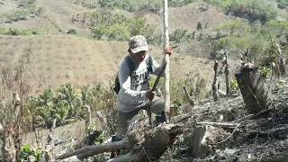 Download Lagu kegiatan mohuyula disaat Musim tanam jagung di gorontalo MP3