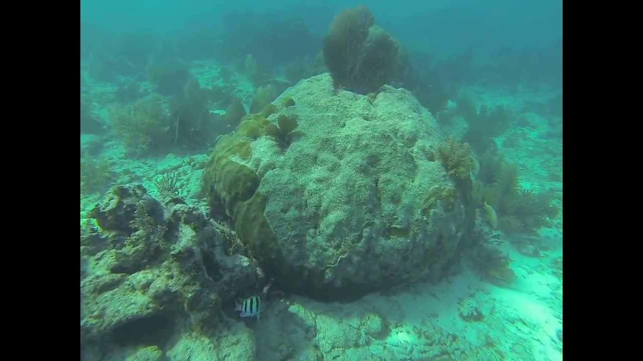Reef Dive around 30 feet