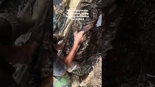 Tradisi adat Batak- MANGONGKAL HOLI